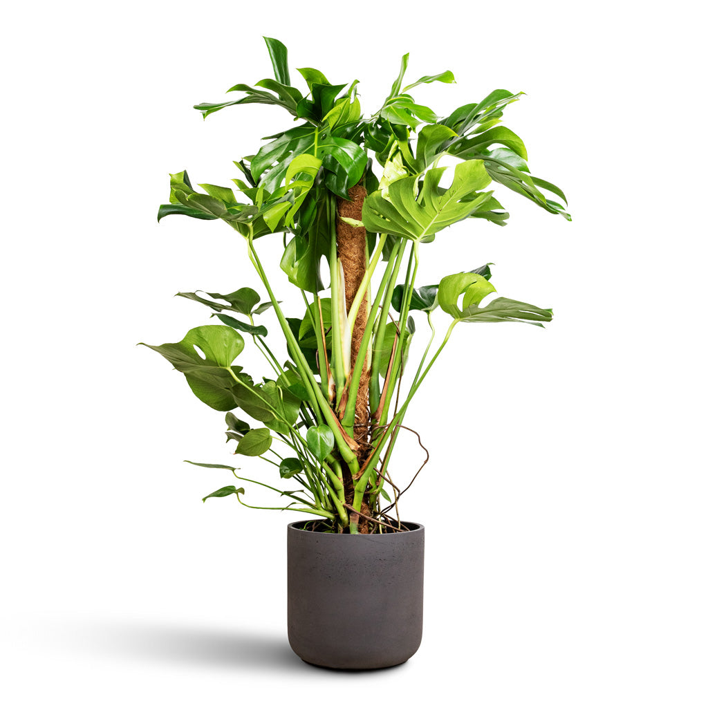 Monstera deliciosa Moss Pole 27x120cm Charlie Pot Black Washed 32x31cm