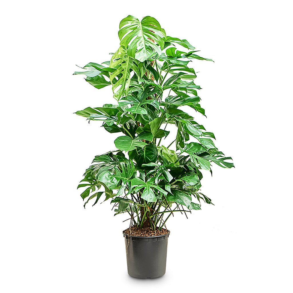 Monstera deliciosa Moss Pole 32x160cm
