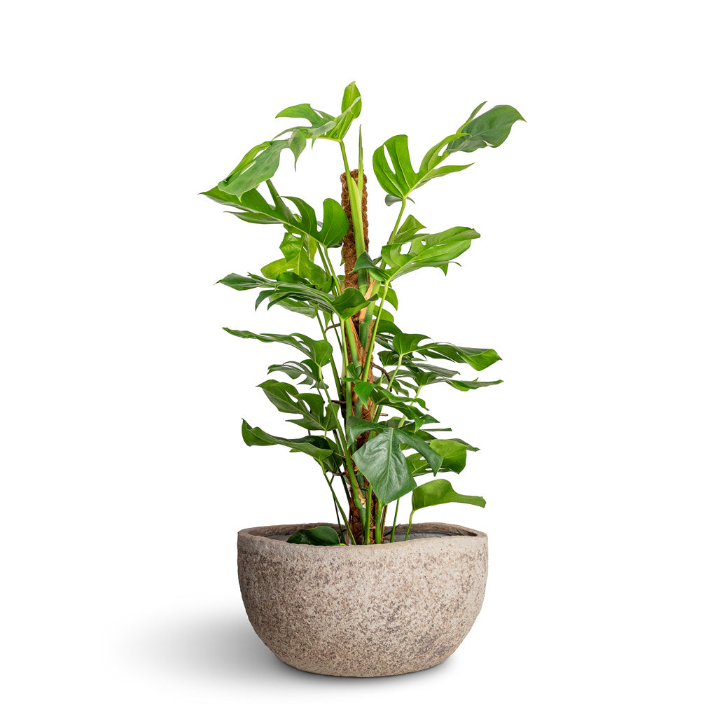 Monstera deliciosa Swiss Cheese Plant Moss Pole - 27x120cm & Hunter Mountain Planter Granite Grey - 60x34x29cm