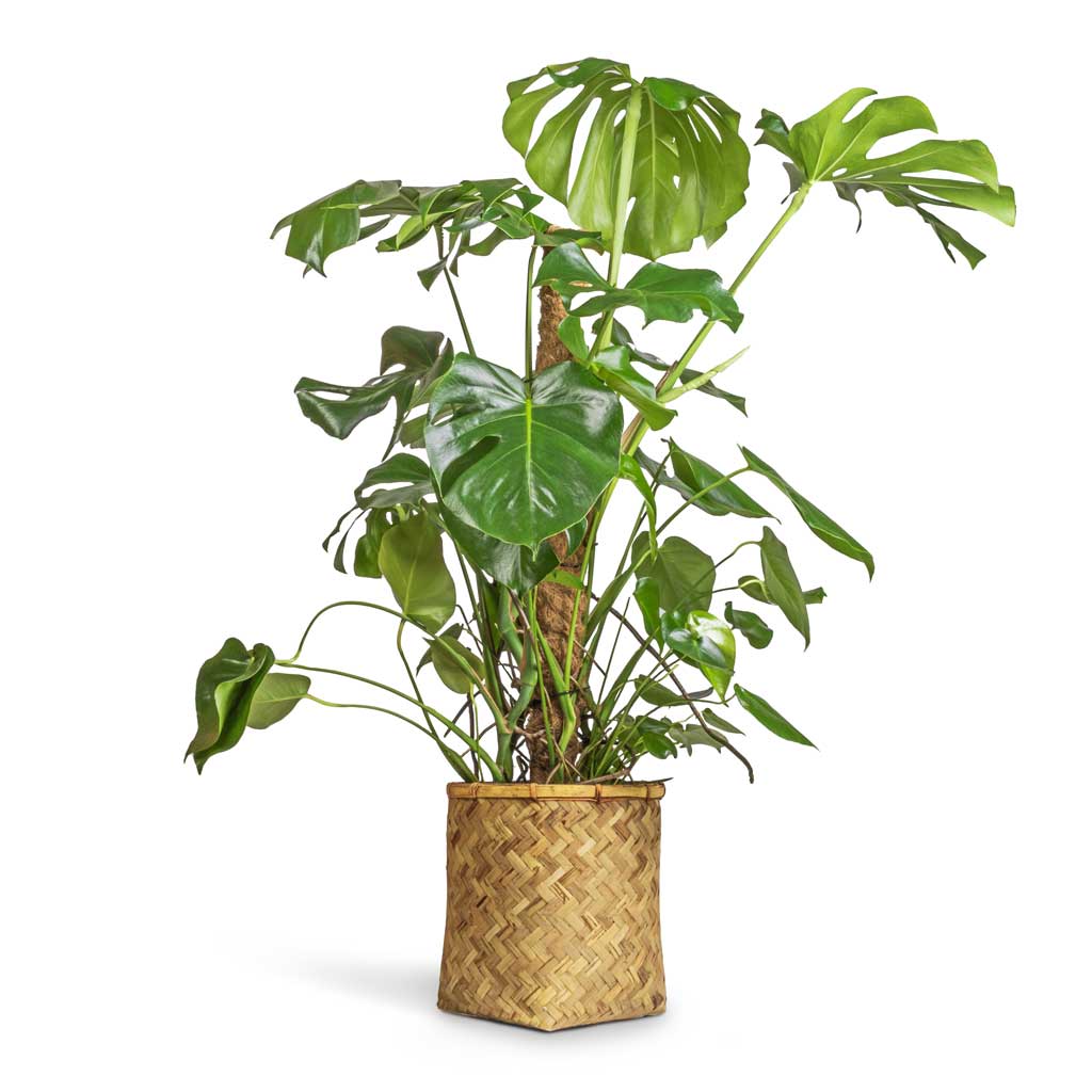 Monstera deliciosa - Swiss Cheese Plant - Moss Pole & Zayn Bamboo Planter