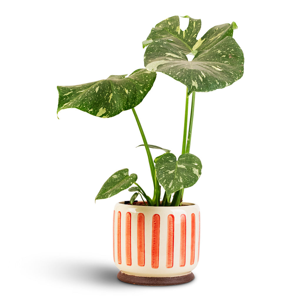 Monstera deliciosa Variegated - 15x60cm House Plant In Stripe Pot Red - 18x16cm