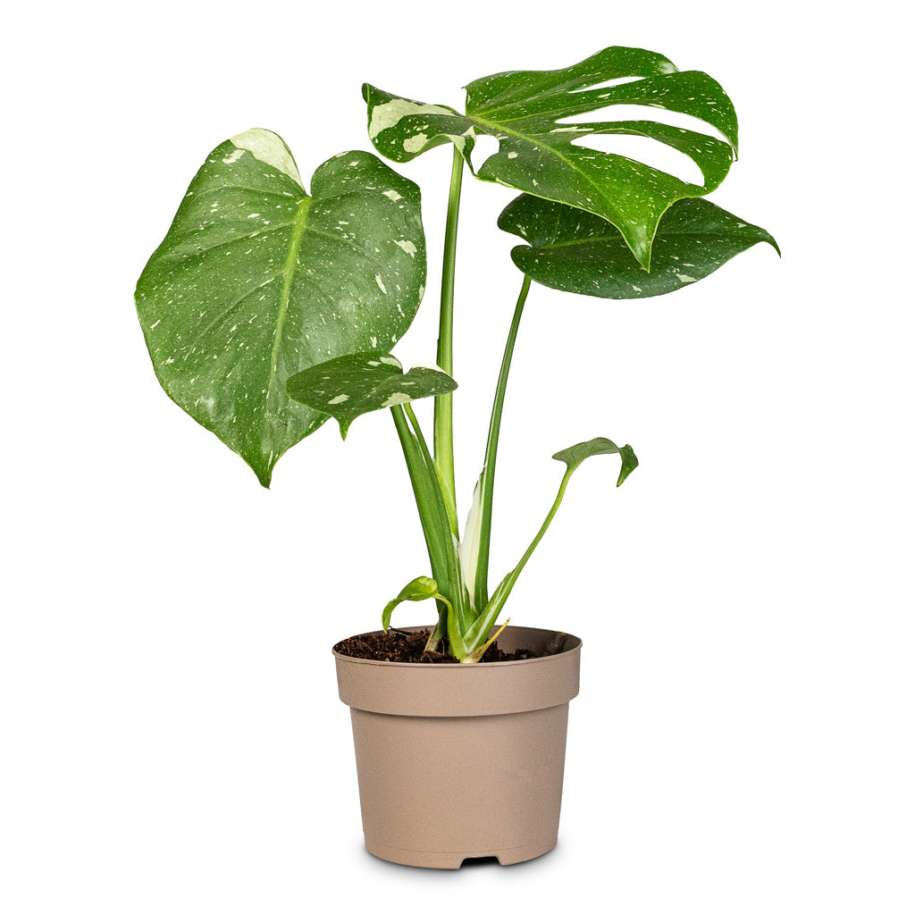Monstera deliciosa Variegated Swiss Cheese Plant Small 
