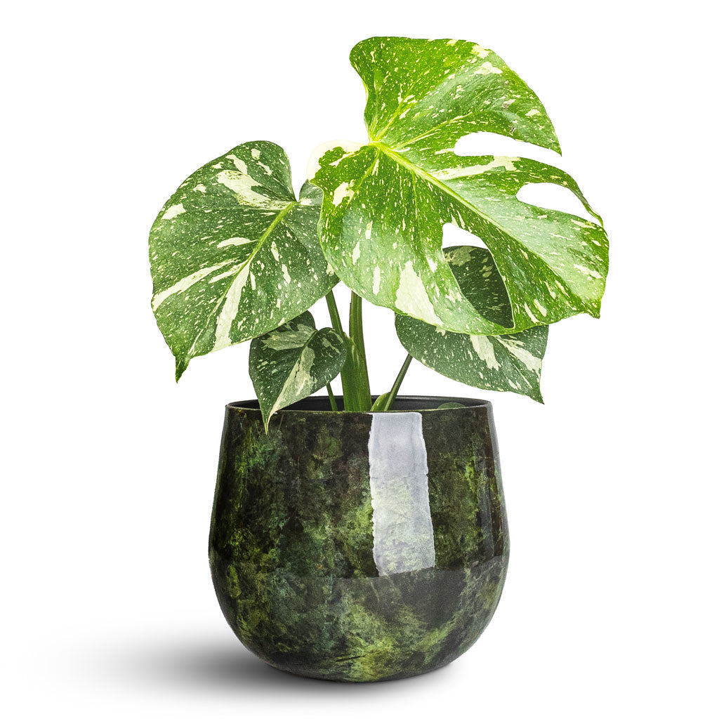 Monstera deliciosa Variegated Swiss Cheese Plant In Emmie Metal Pot Mystic Green