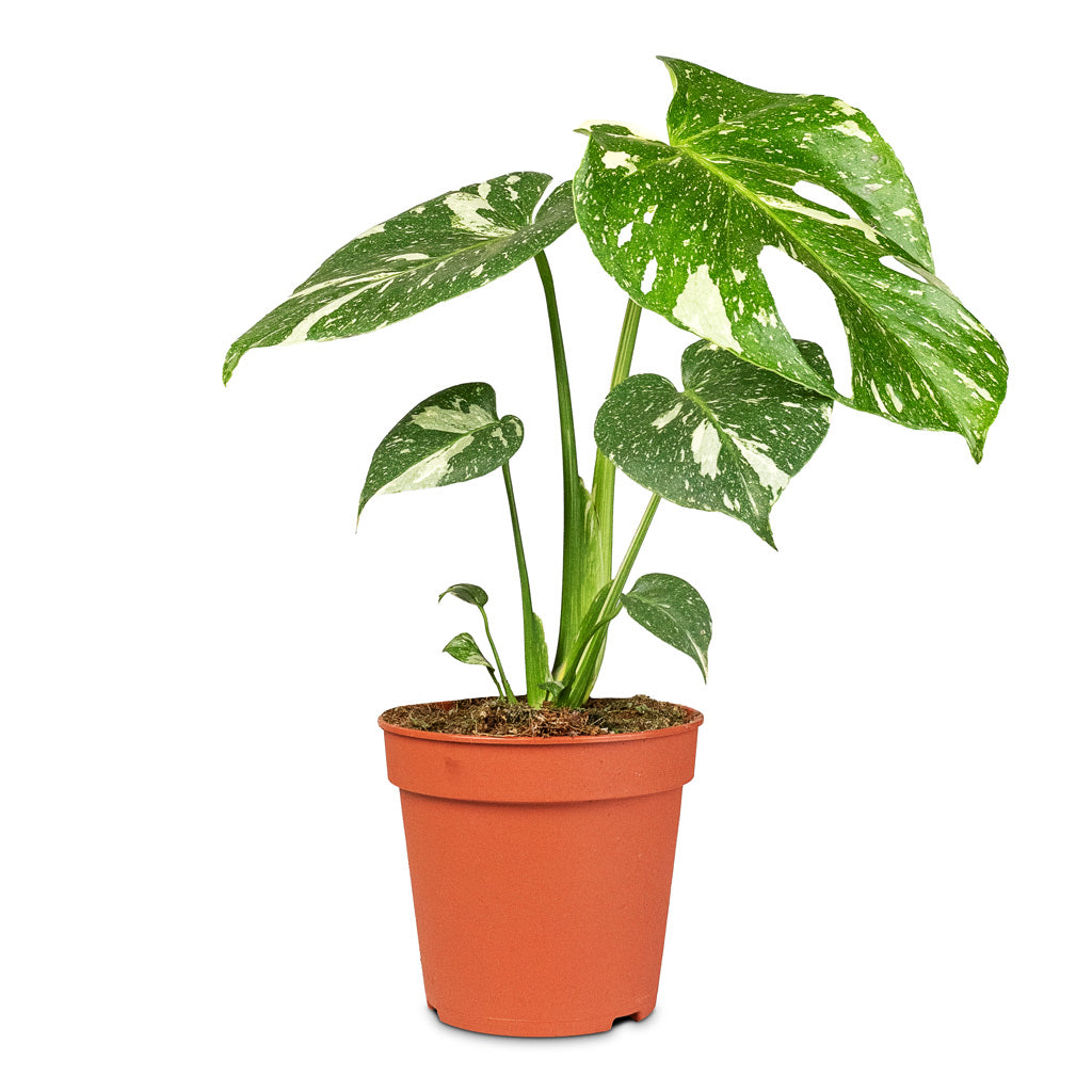 Monstera deliciosa Variegated Swiss Cheese Plant