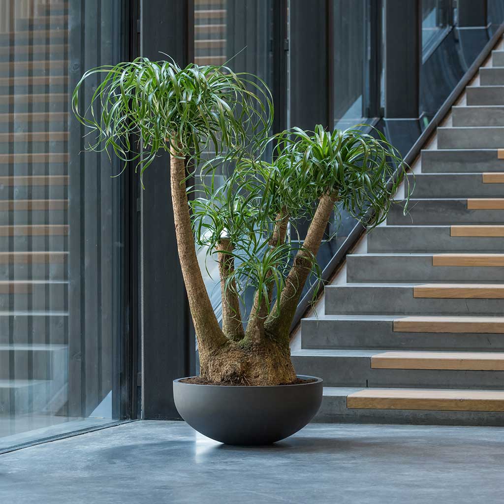 Morgana Refined Planter Volcano Black