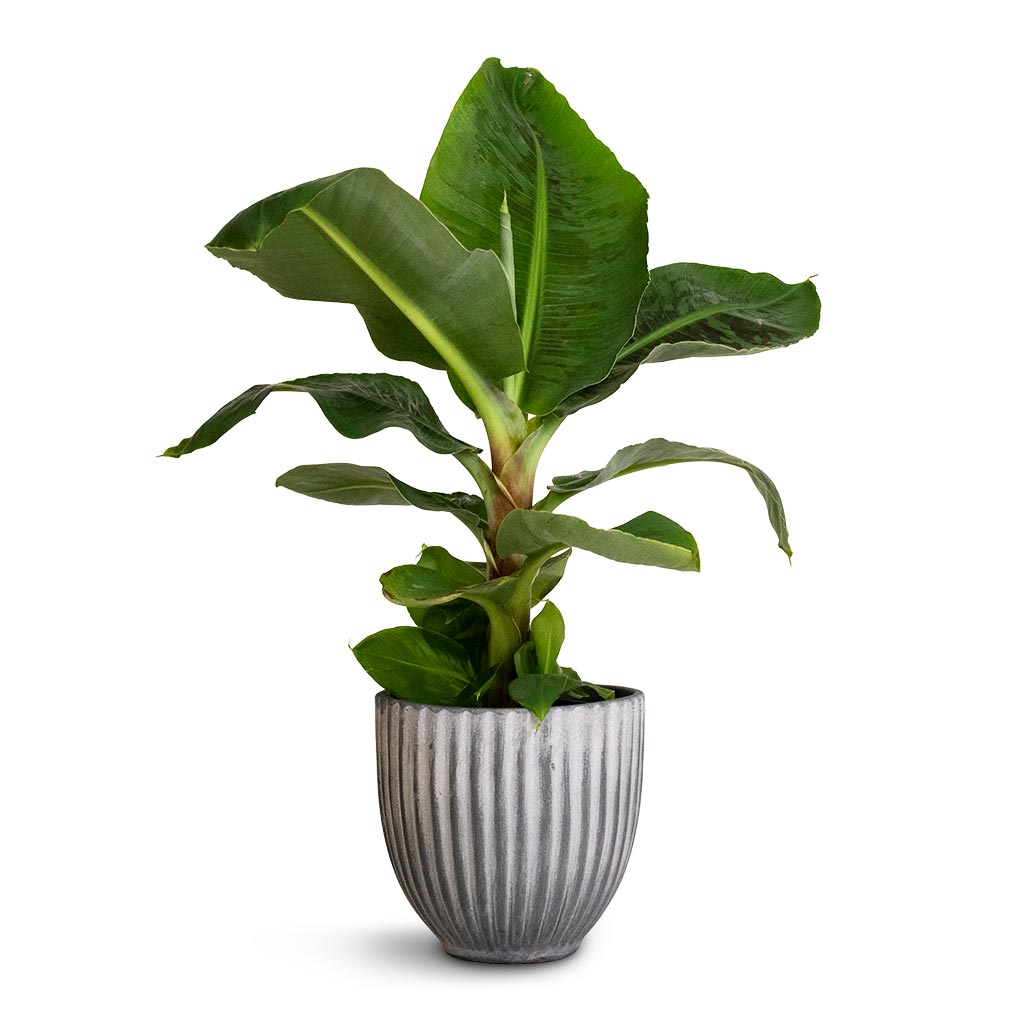 Musa Dwarf Cavendish - Banana Plant & Lagos Plant Pot - Anthracite