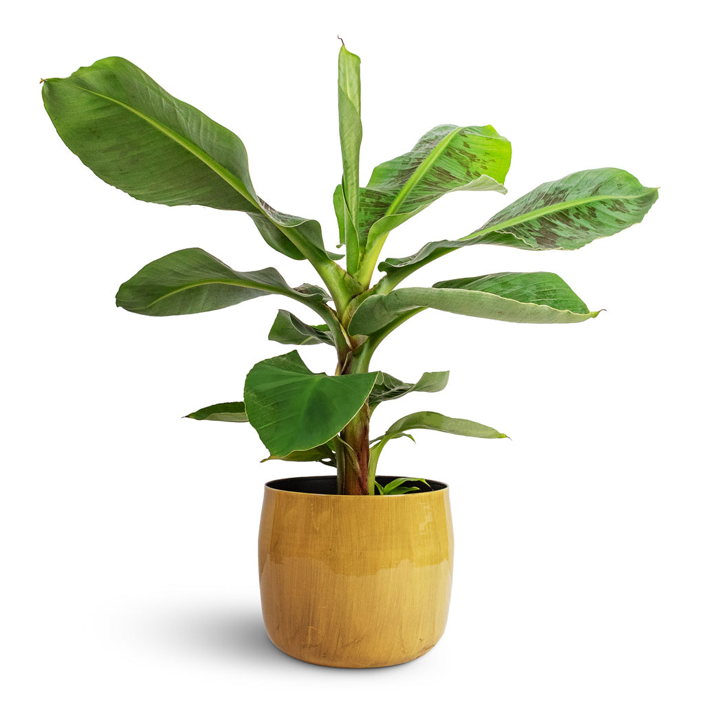 Musa Dwarf Cavendish Banana Plant - 17x60cm & Babet Plant Pot Camel - 21x18cm