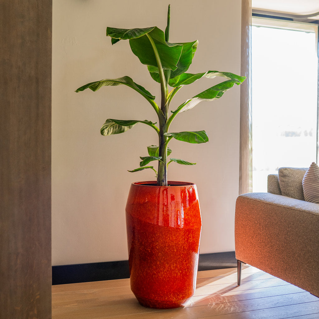 Musa Dwarf Cavendish Eddy Pot Orange