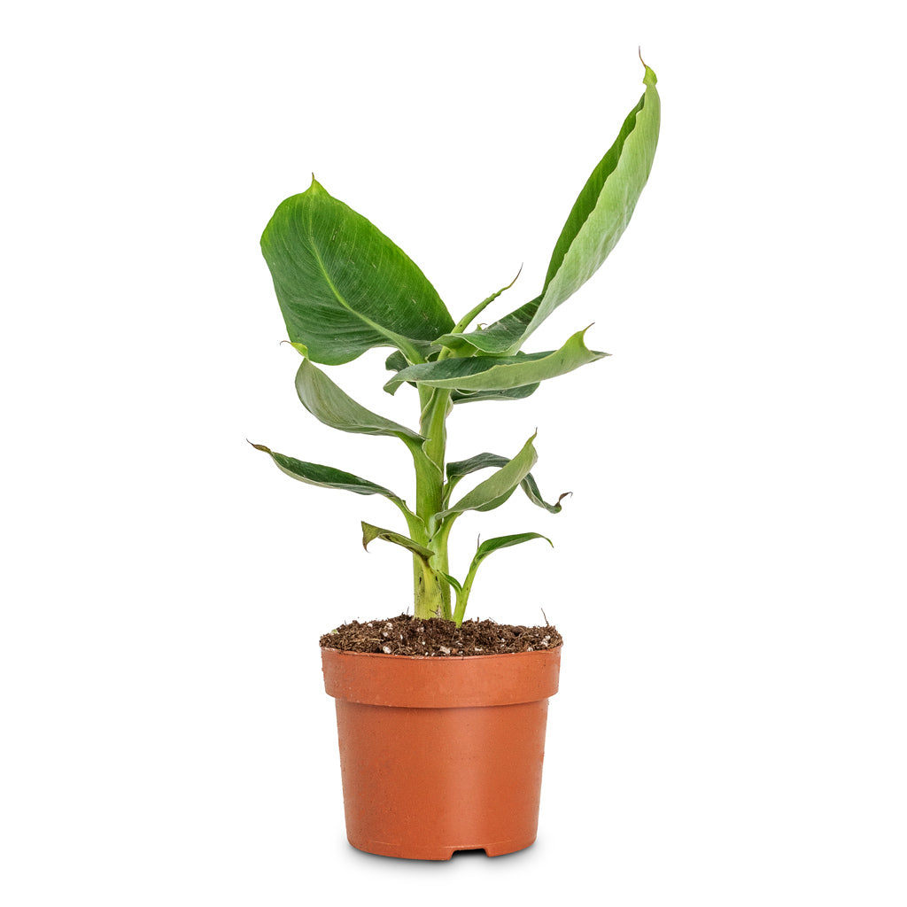 Musa Tropicana - 12x30cm