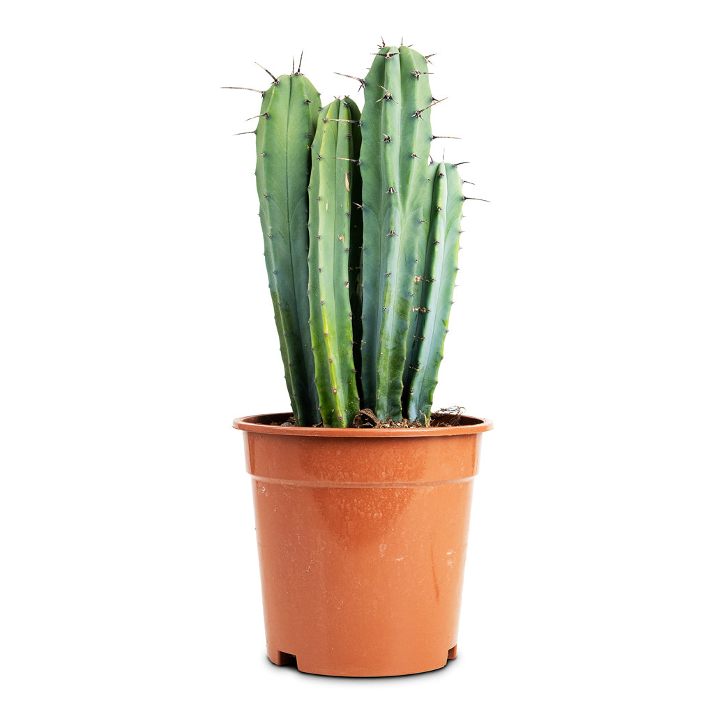 Myrtillocactus geometrizans Blue Myrtle Cactus - 17x40cm