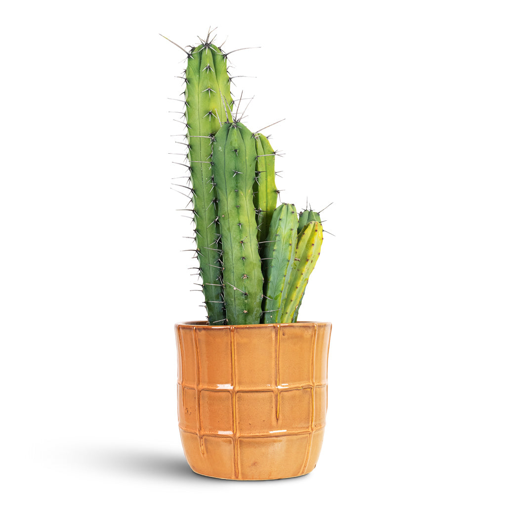 Myrtillocactus geometrizans Blue Myrtle 21x70cm House Plant In Noemi Pot Copper Coral 25x23cm