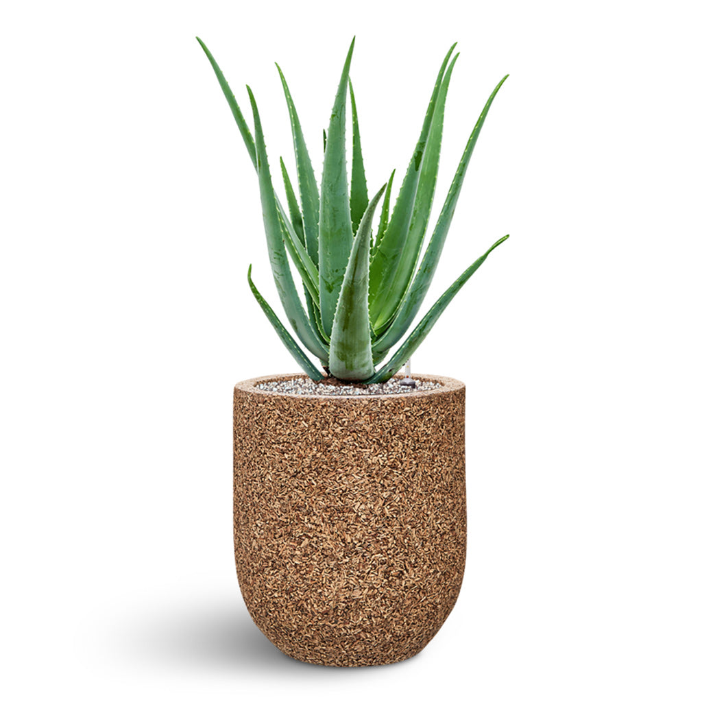 Naturescast Straight Couple Planter - Natural & Aloe Vera