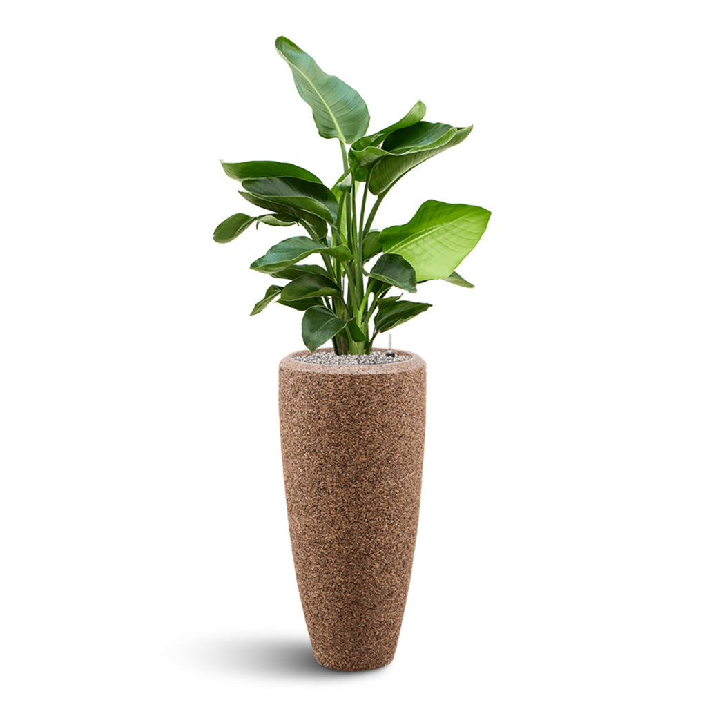 Naturescast Partner Planter - Natural & Strelitzia