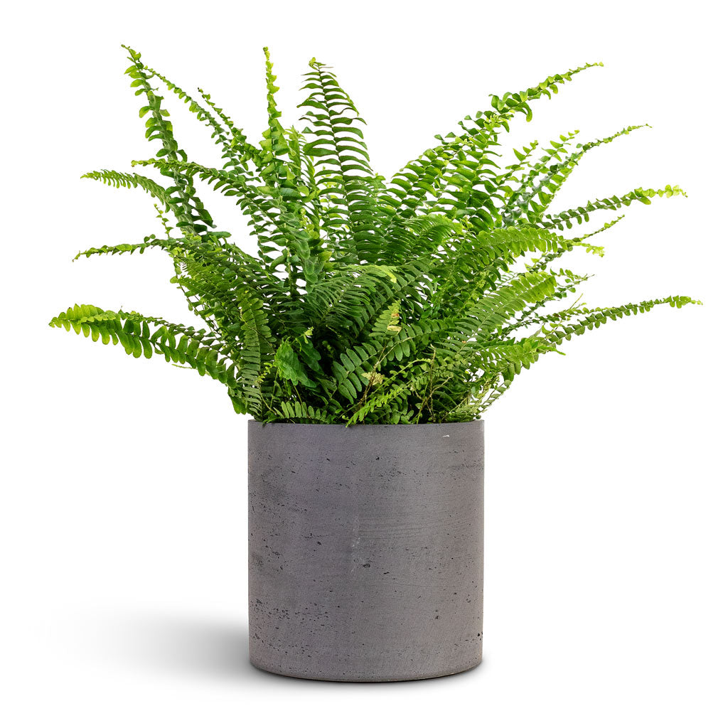 Nephrolepis exaltata Bostoniensis 17x40cm House Plant In Puk Pot Black Washed 20x20cm