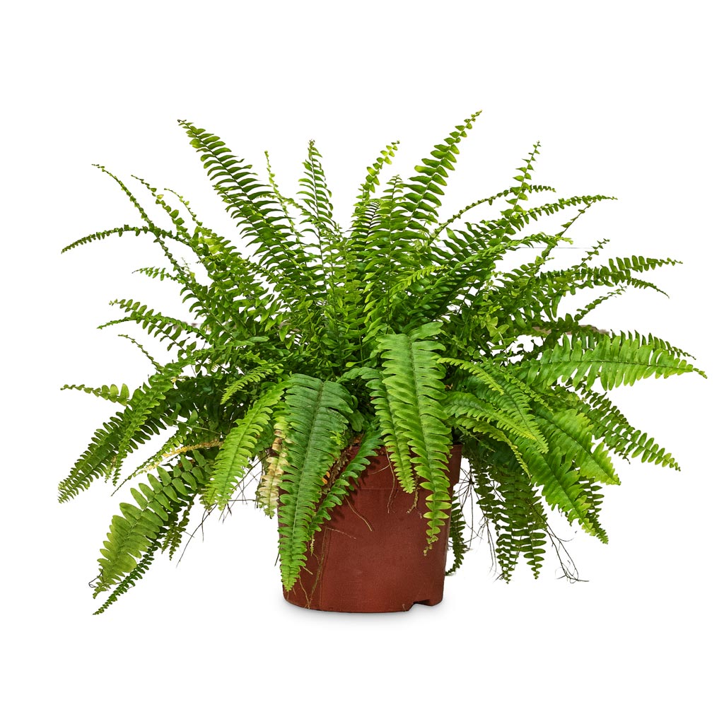 Nephrolepis exaltata Bostoniensis 24x60cm