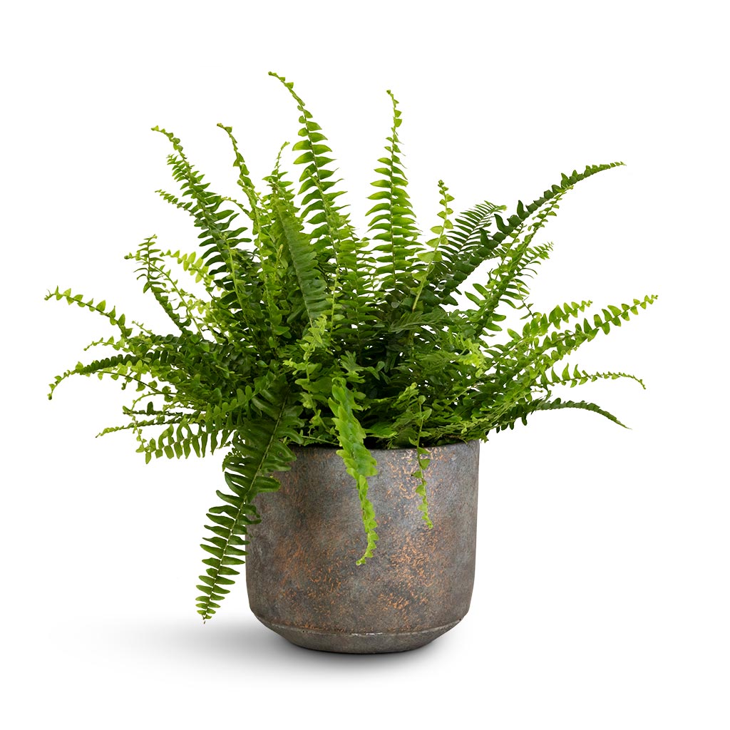 Nephrolepis exaltata Bostoniensis - Boston Fern & Saar Plant Pot - Earth Cement