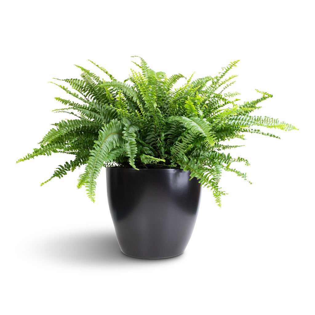 Nephrolepis exaltata Bostoniensis - Boston Fern & Sven Plant Pot - Black