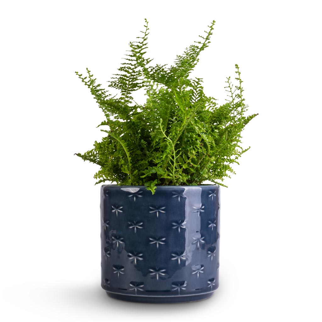 Nephrolepis exaltata Vitale - Compact Sword Fern & Arley Plant Pot - Blue Dragonfly