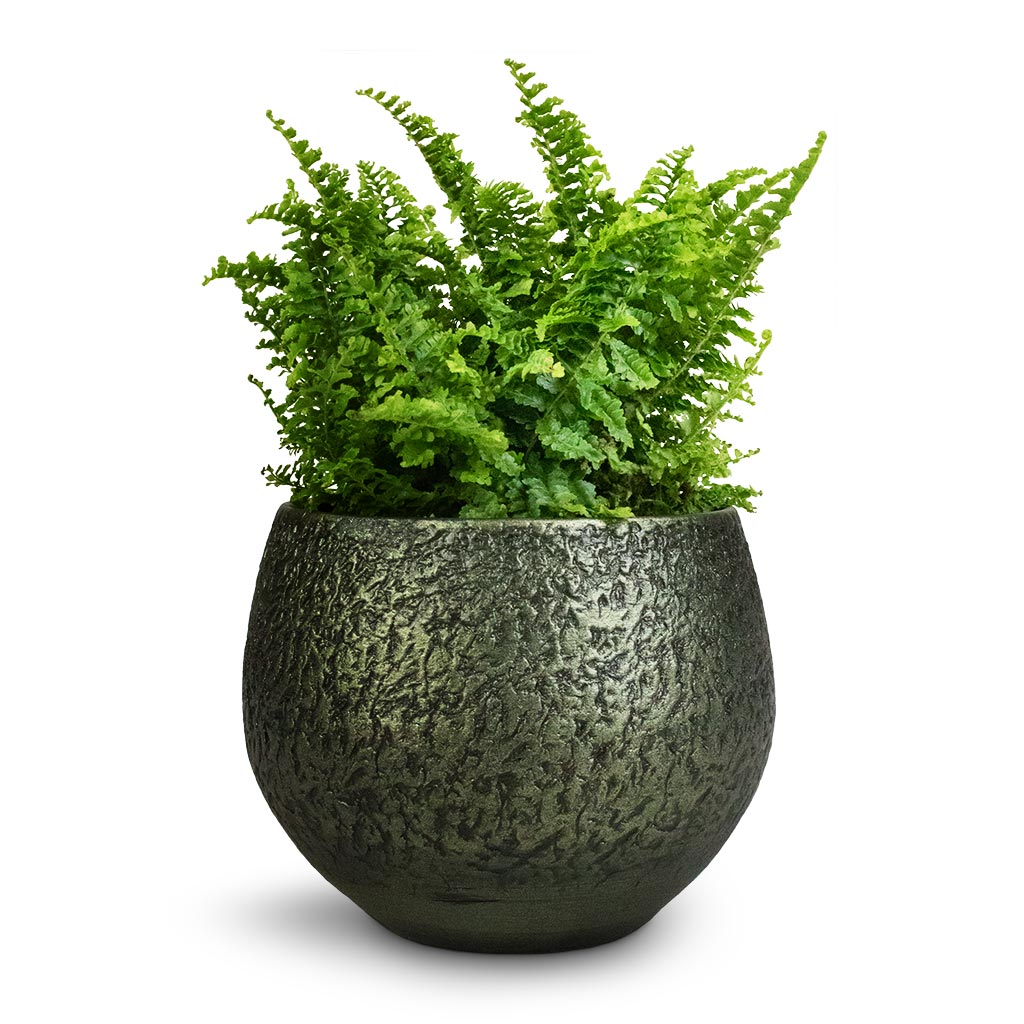 Nephrolepis exaltata Vitale - Compact Sword Fern &amp; Noor Plant Pot - Velvet Green
