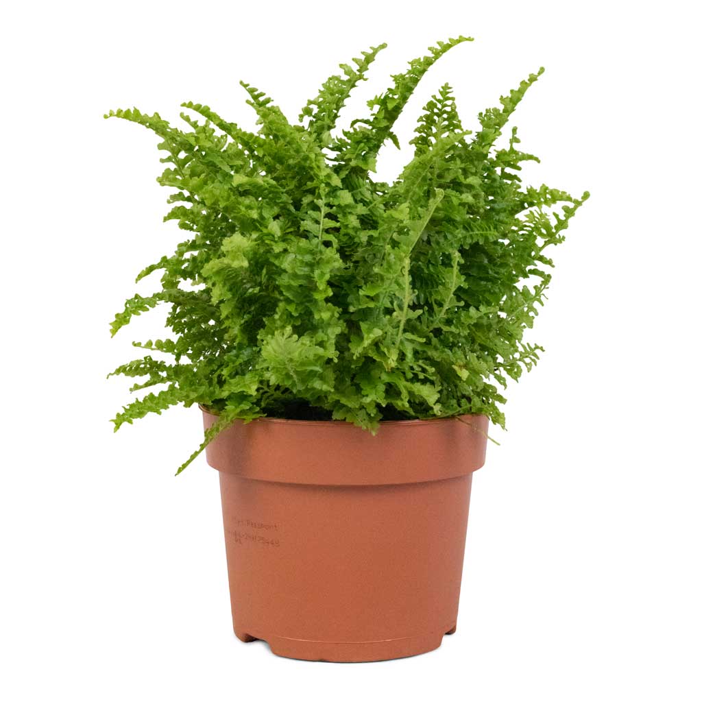 Nephrolepis exaltata Vitale - Compact Sword Fern