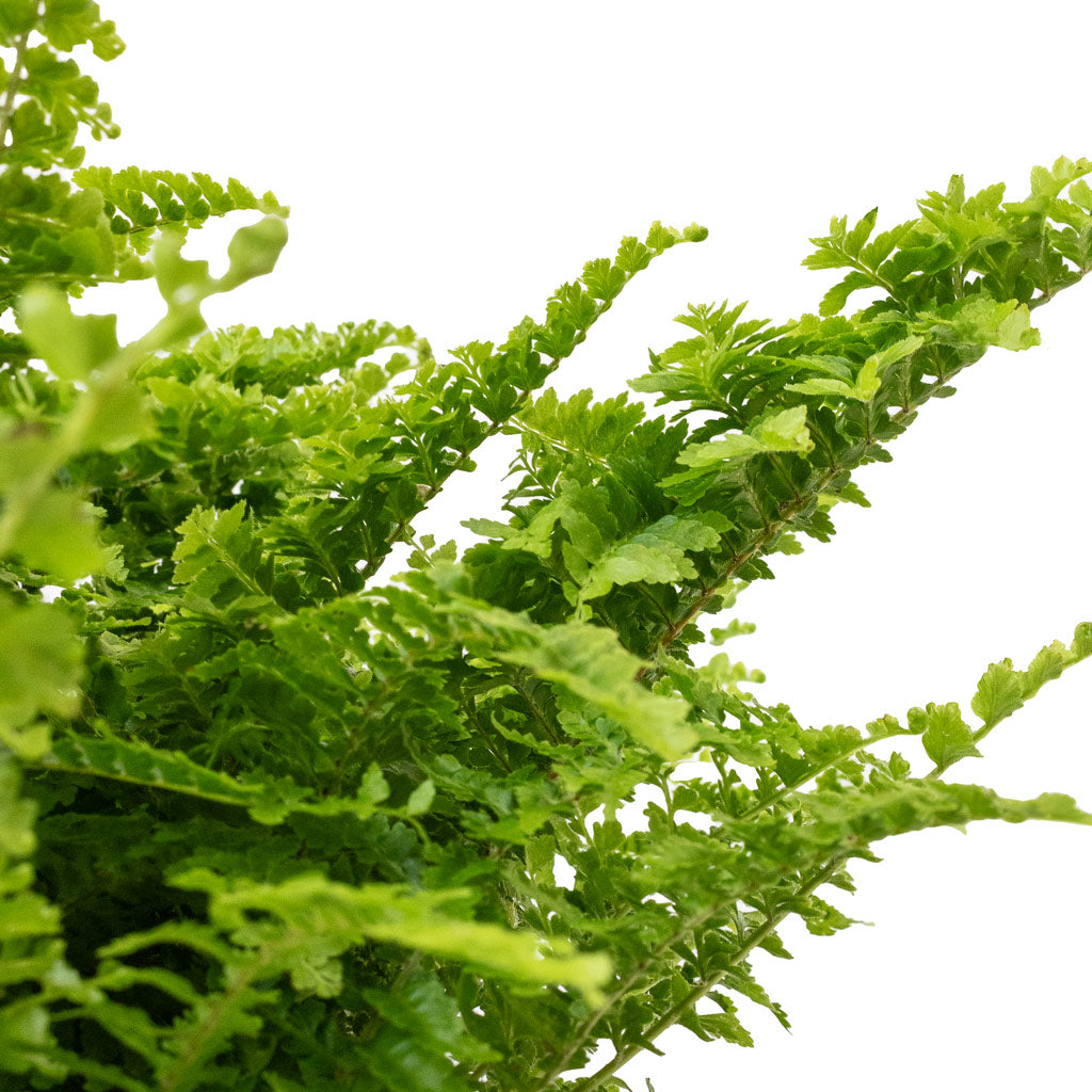 Nephrolepis exaltata Vitale Compact Sword Fern