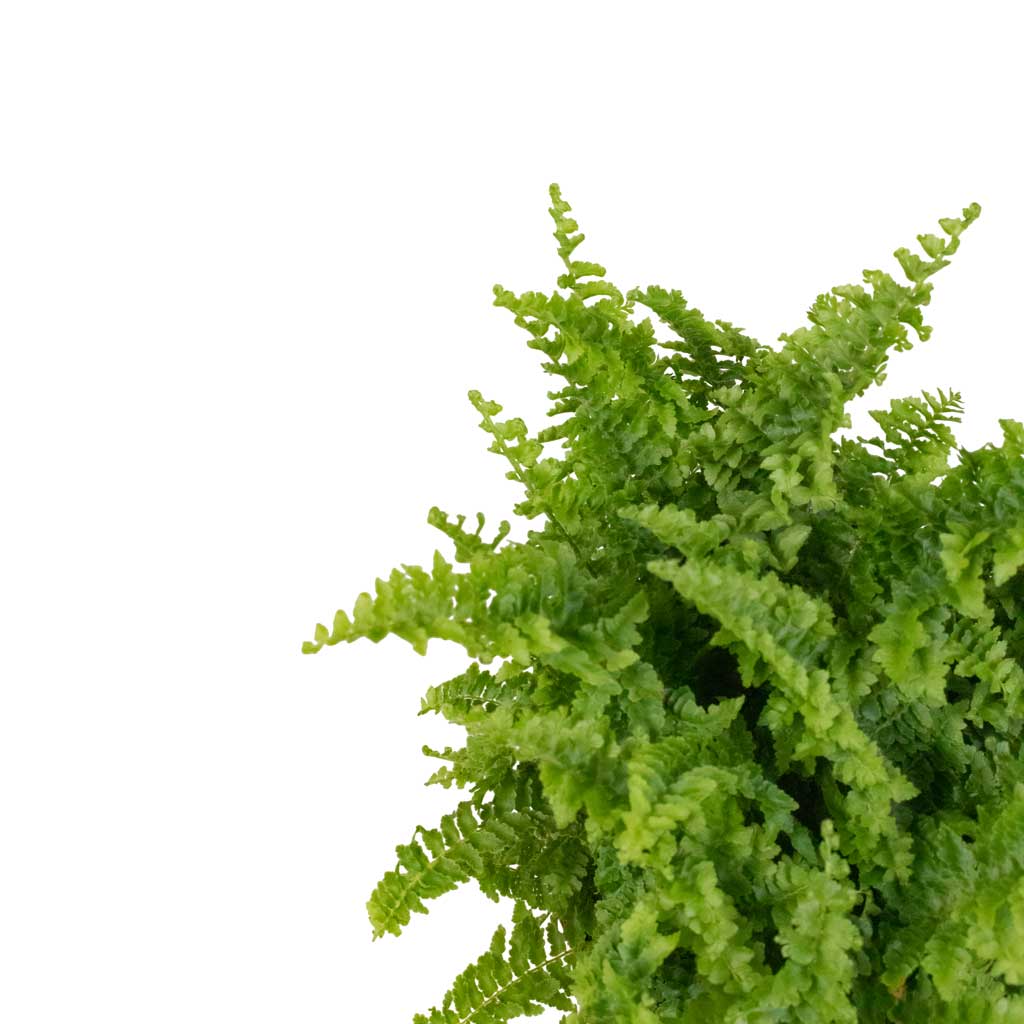 Nephrolepis exaltata Vitale - Compact Sword Fern Close Up