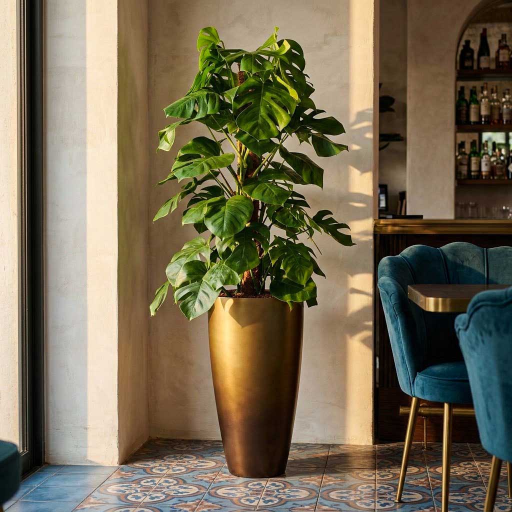 Monstera deliciosa Moss Pole Hydroculture Indoor Plant