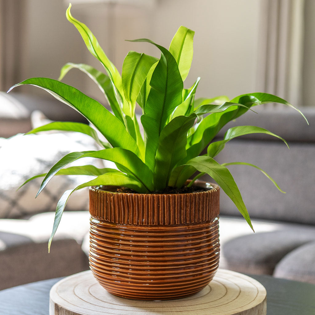 Nona Pot Horizon Lifestyle