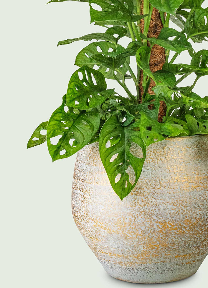 Neutral Plant Pots