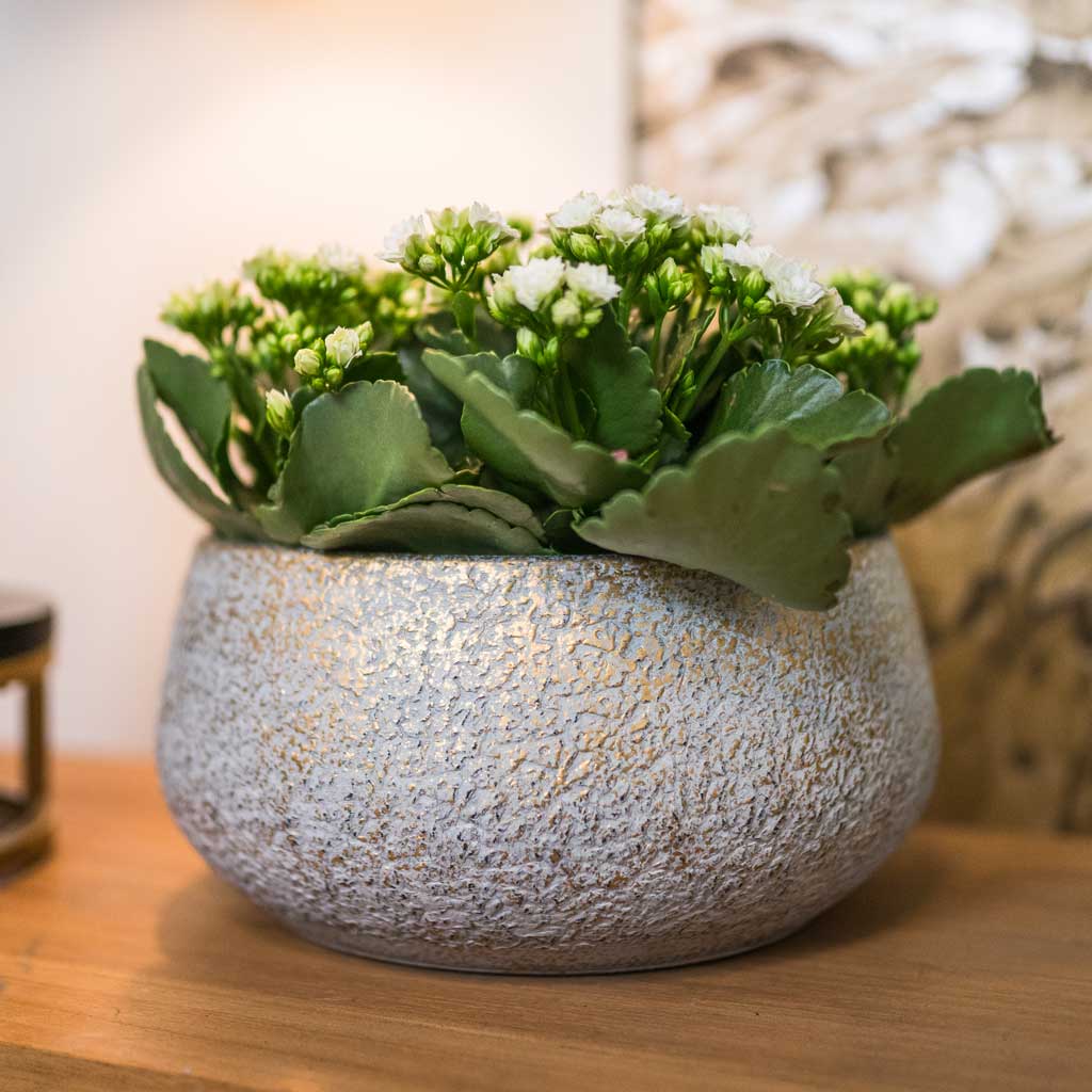 Noor Plant Bowl - Metallic Grey