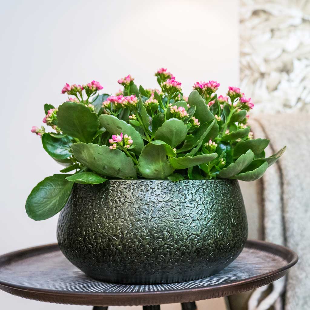 Noor Plant Bowl Velvet Green