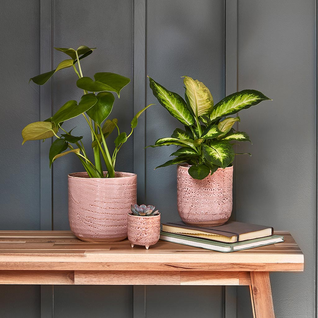 Ocean Glaze Plant Pot - Morganite & Houseplants