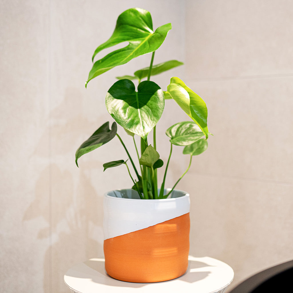 Monstera Deliciosa In odin White Terracotta
