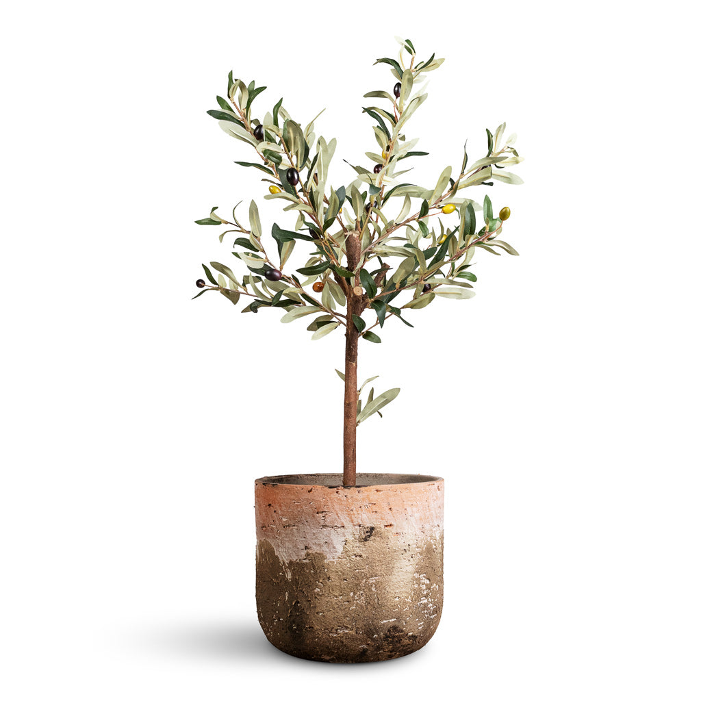 Olive Mini Tree Artificial - 65cm In Albero Pot Cement - 21x19cm