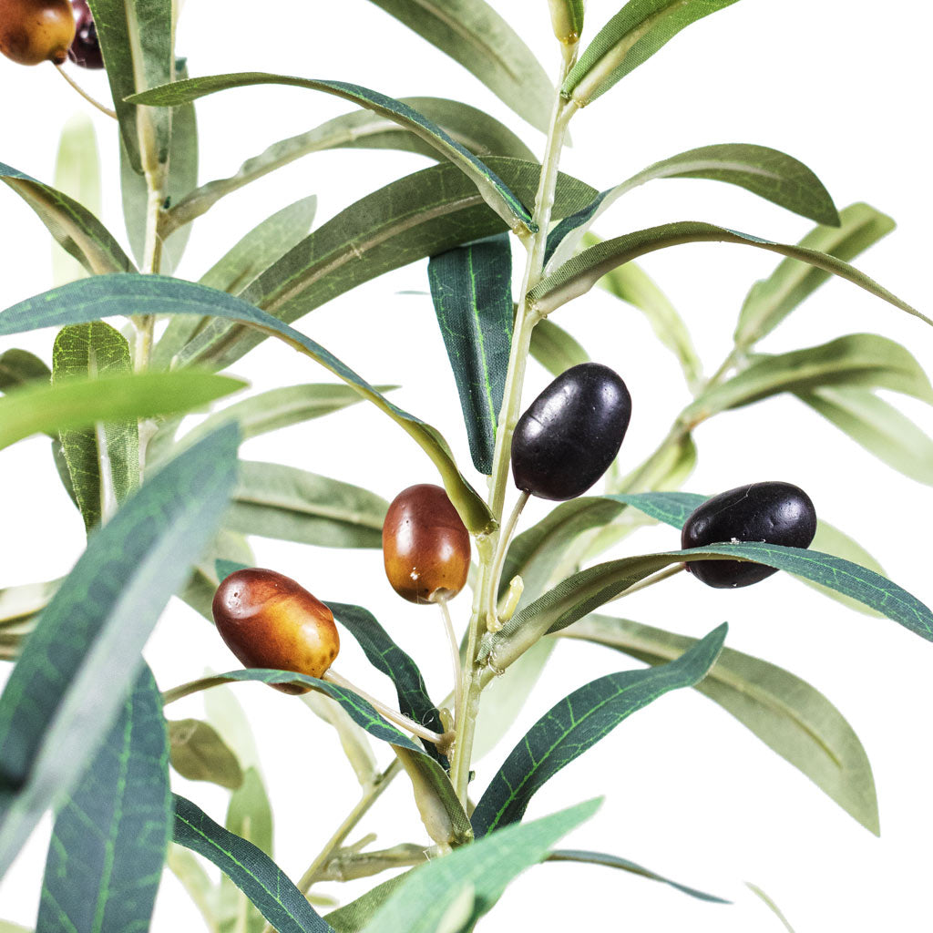 Olive Tree Artificial Close Up Of Olive