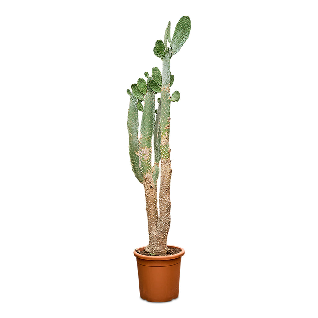 Opuntia consulea Road Kill 40x180cm