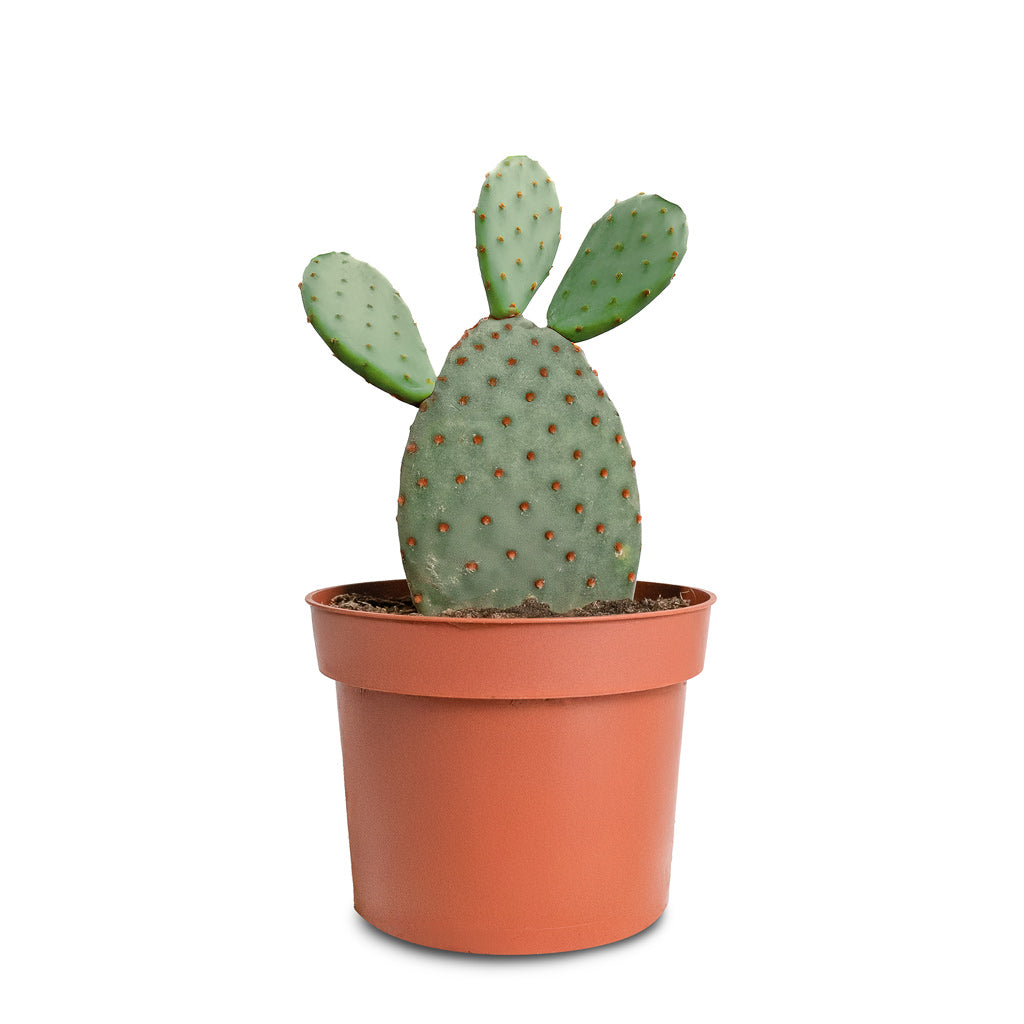 Opuntia microdasys Bunny Ear Cactus Variation 
