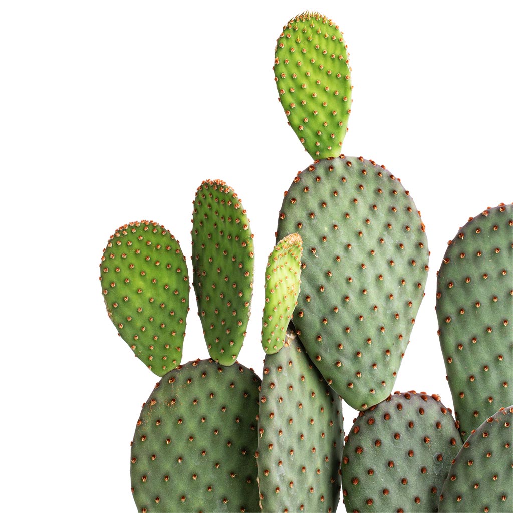Opuntia microdasys - Bunny Ear Cactus