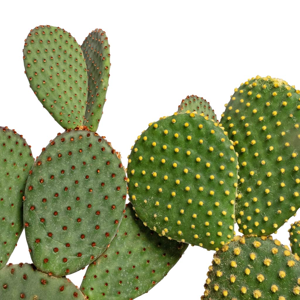 Opuntia microdasys - Bunny Ear Cactus & Cody Plant Pot - Straw Grass