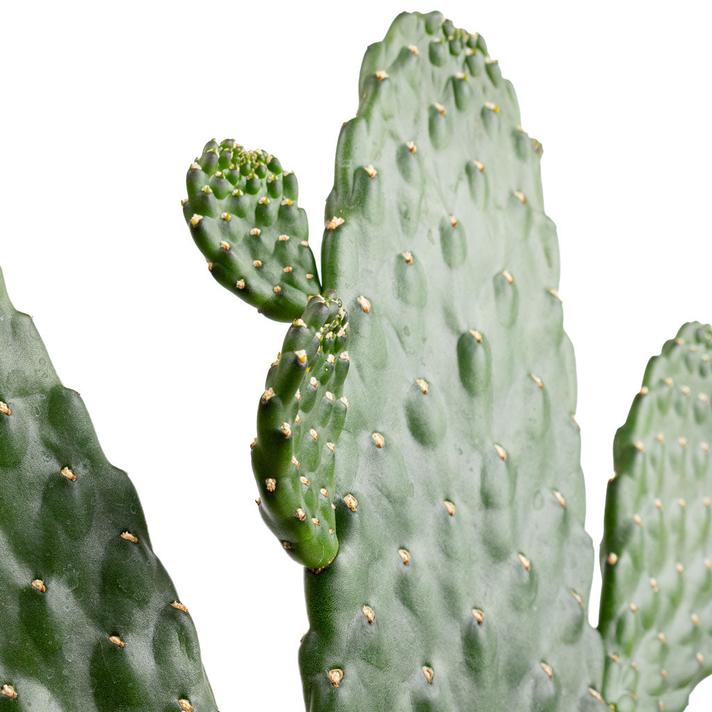 Opuntia rubescens Consolea - Road Kill Cactus & Flor Plant Pot - Orange