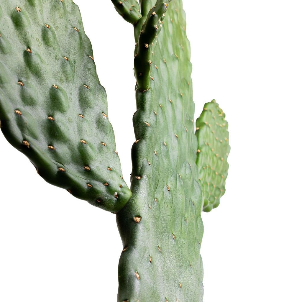 Opuntia rubescens Consolea - Road Kill Cactus Close Up
