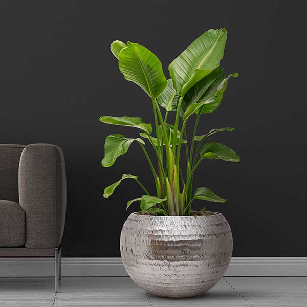 Opus Hammered Silver Planter