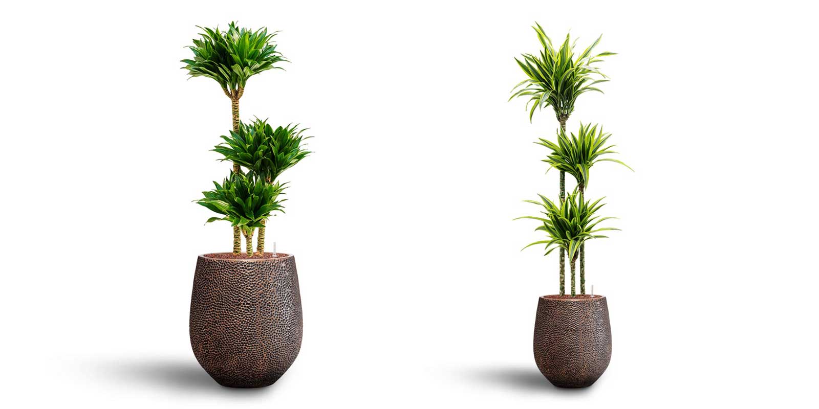 Opus Hit Darcy Planters Gold