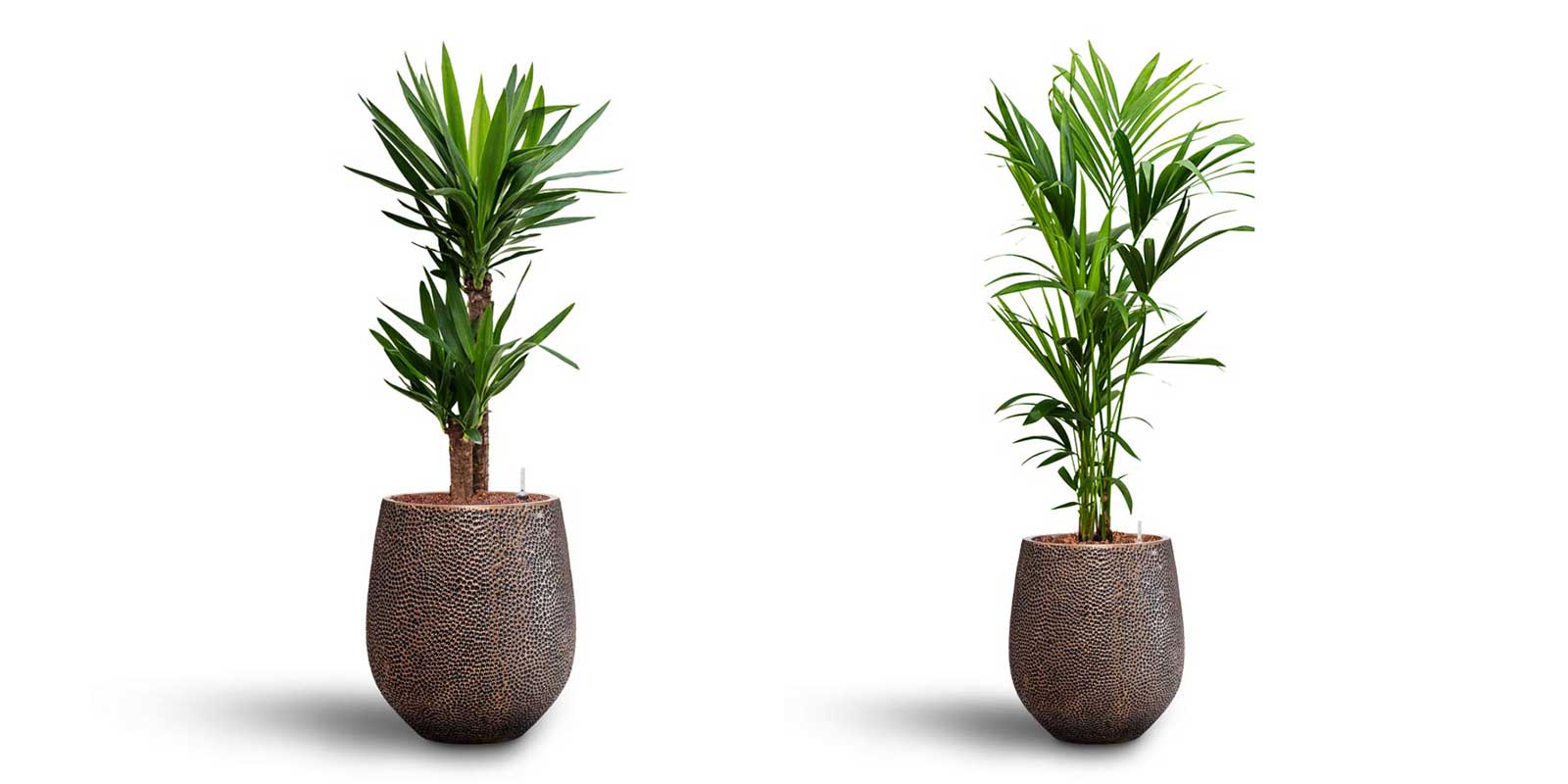Opus Hit Darcy Planters Gold