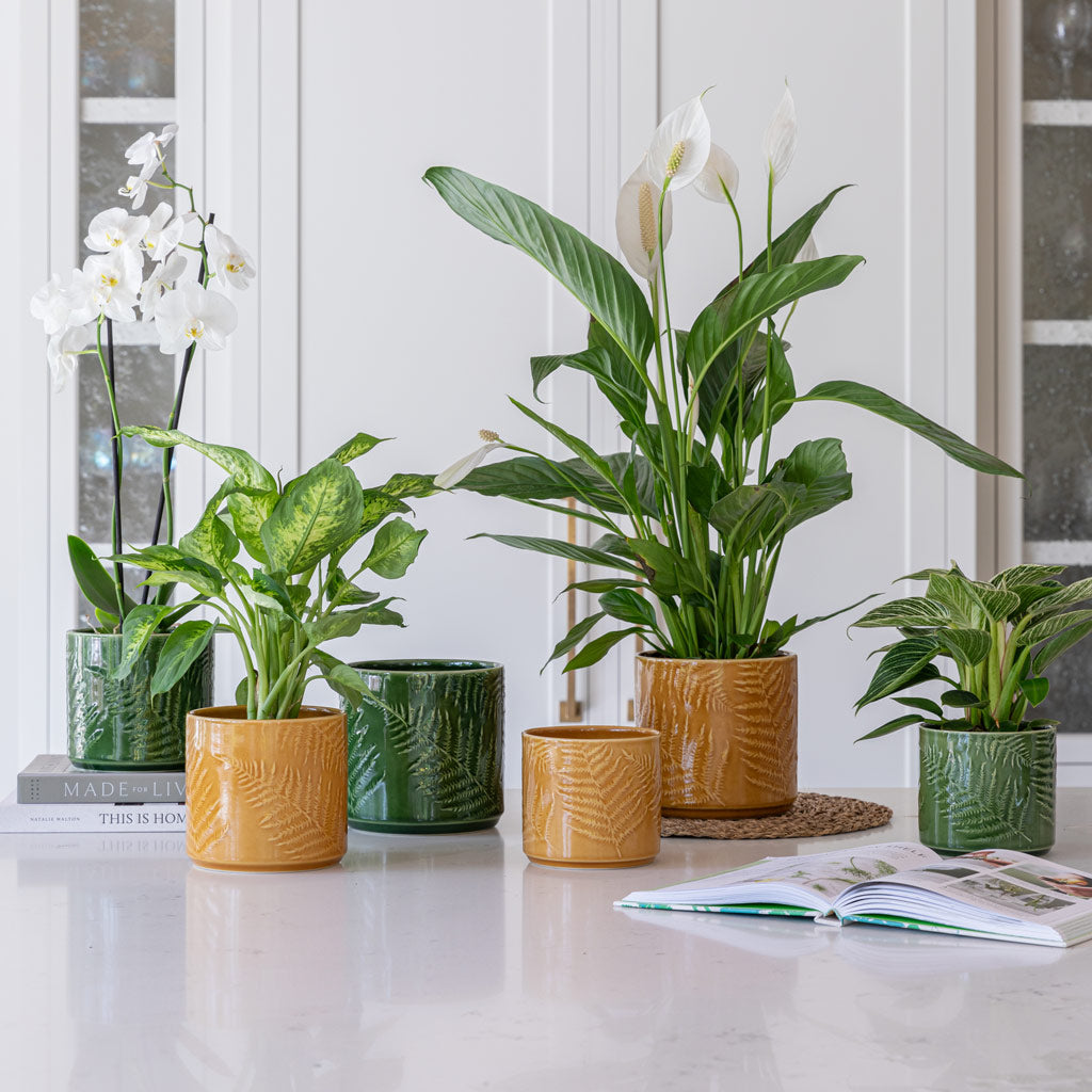 Orla pots with a range of house plants