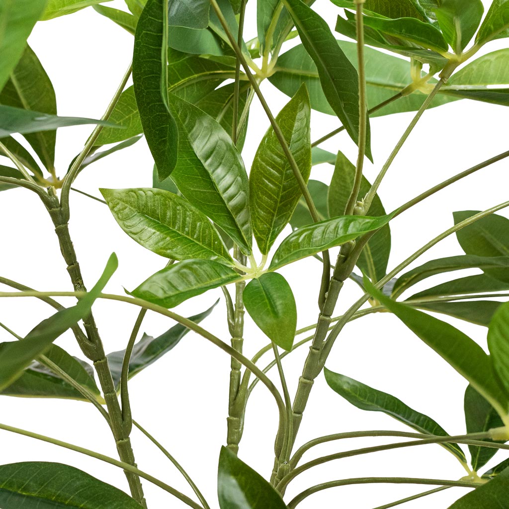 Pachira aquatica Braided Money Tree Artificial Close Up Of Leaves 