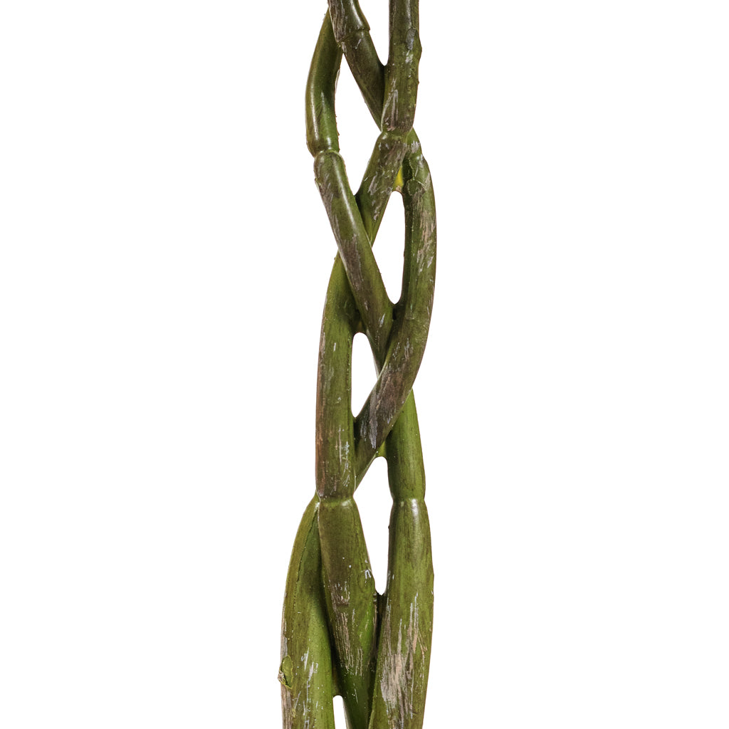 Pachira aquatica Braided Money Tree Artificial Close Up Of Trunk 