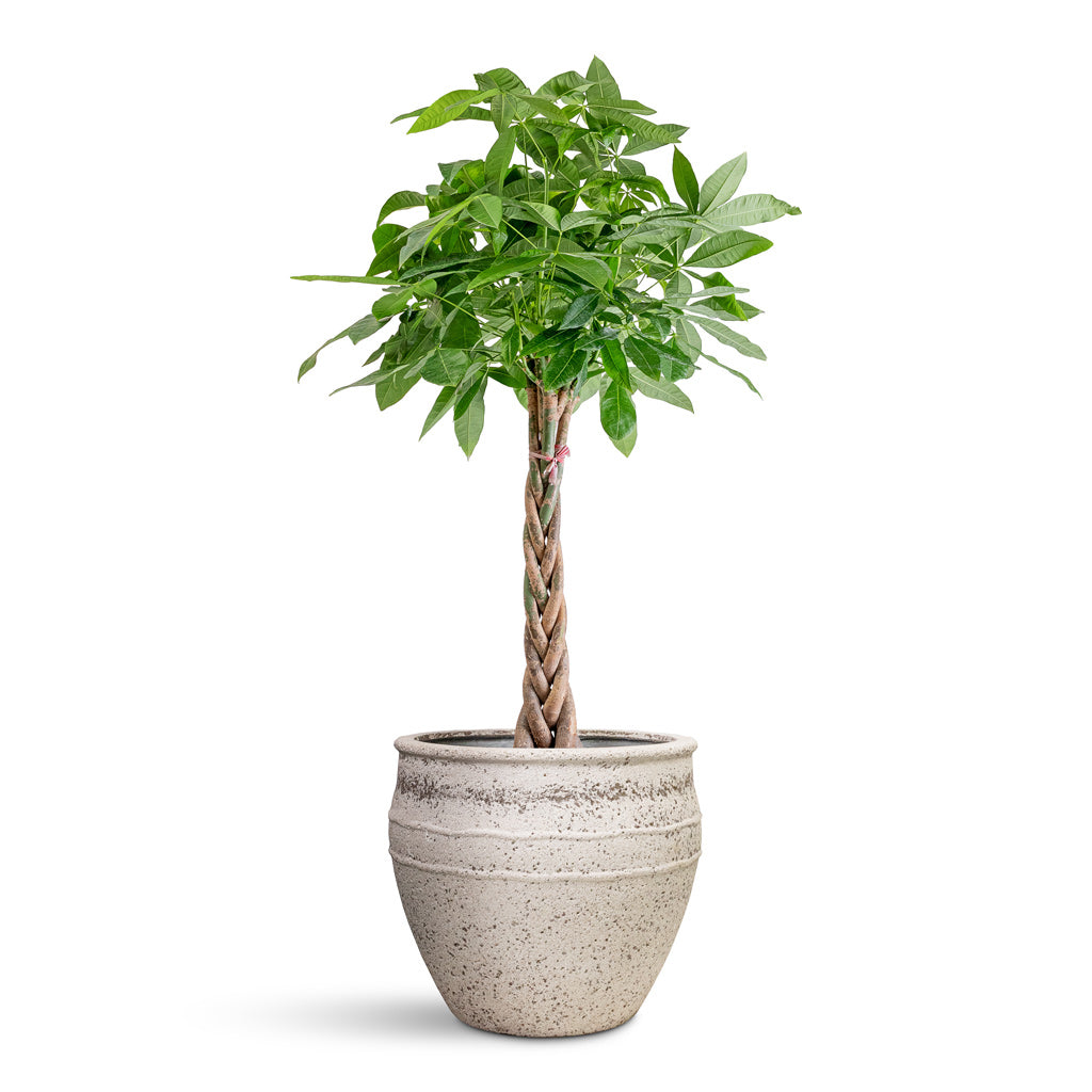 Pachira aquatica Money Tree - 27x150cm In Athena Mediterranean Planter Chalk White - 53.5x45cm