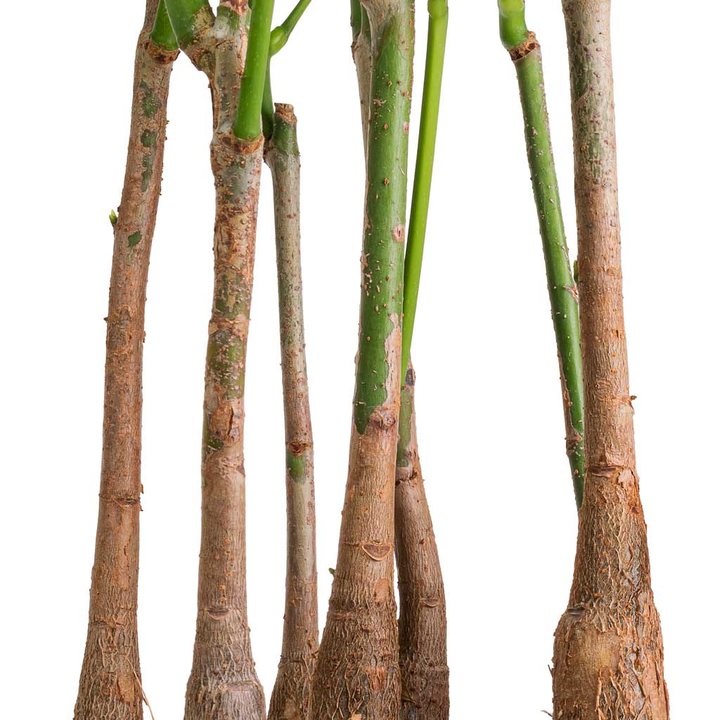 Pachira aquatica - Multi Stem - Money Tree Stems