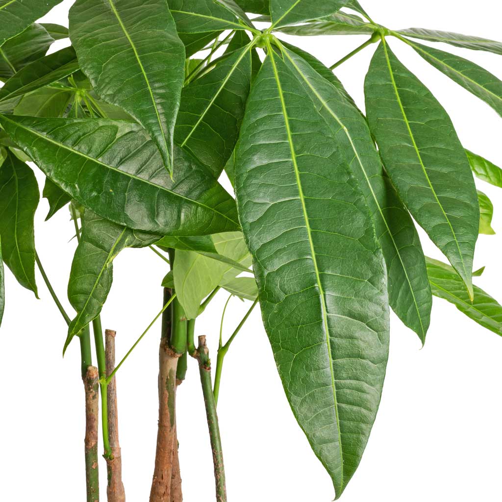 Pachira aquatica - Multi Stem - Money Tree Leaves